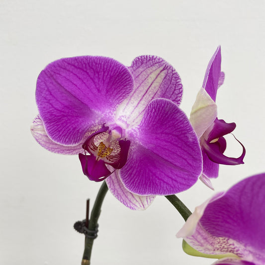 Phalaenopsis Orchid Purple White Big