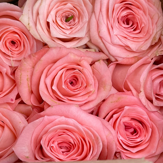 Rose Salmon - (19-20 Stems)