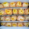 Rose Dream In Sweet - (8-10 Stems)