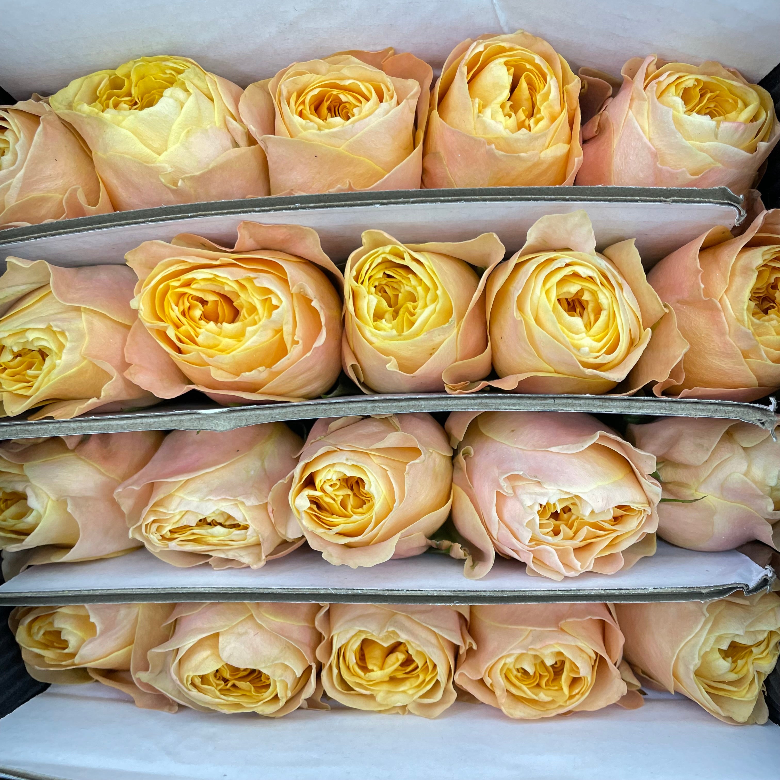 Rose Dream In Sweet - (8-10 Stems)