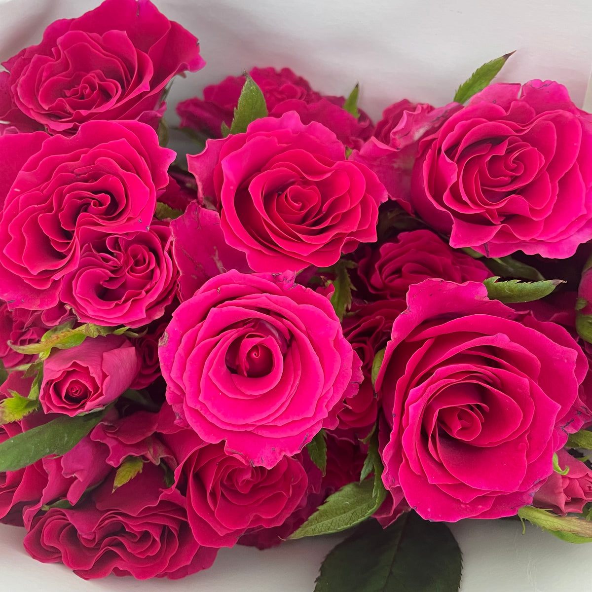 Rose Spray Hot Pink - (8-10 Stems)