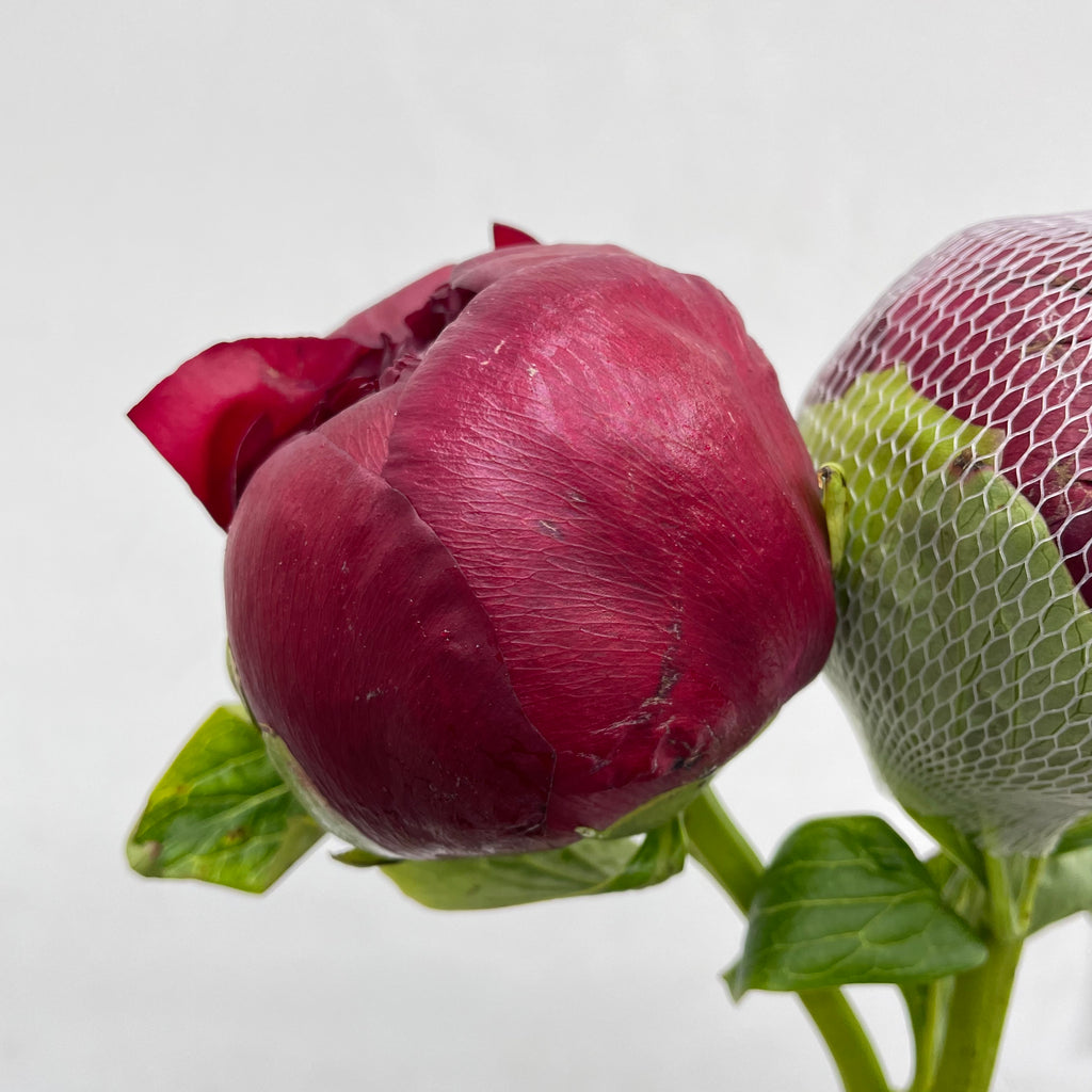 Peony Red - (2 Stems)