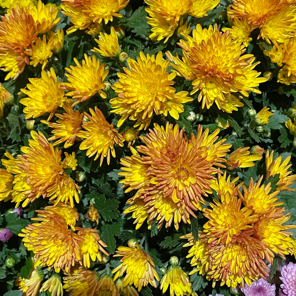Chrysanthemum Pom-Pom 150P 菊花 2025