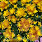 Chrysanthemum Pom-Pom 150P 菊花 2025