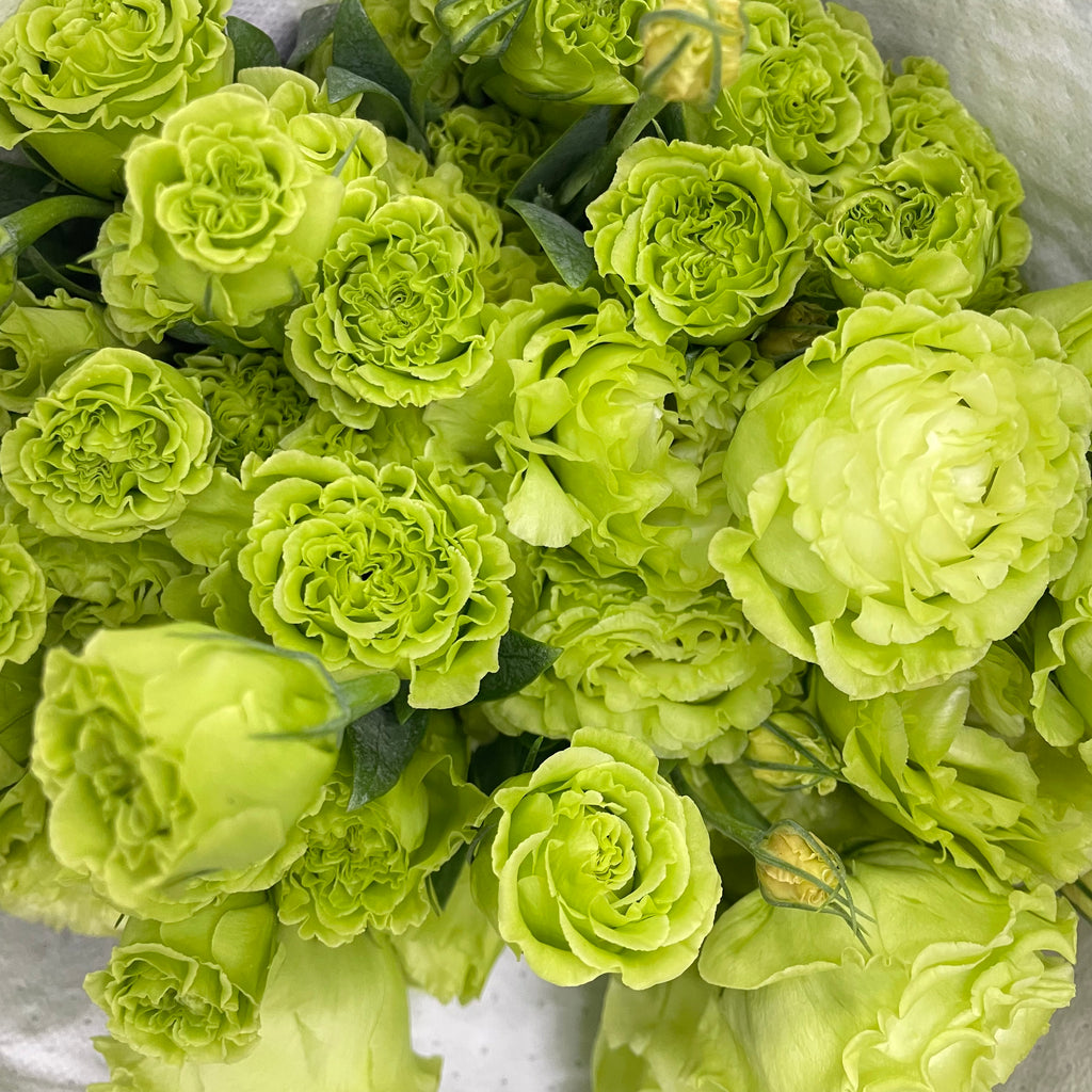 Eustoma Green - (12-15 Stems)