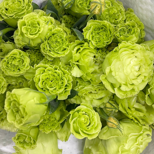 Eustoma Green - (12-15 Stems)