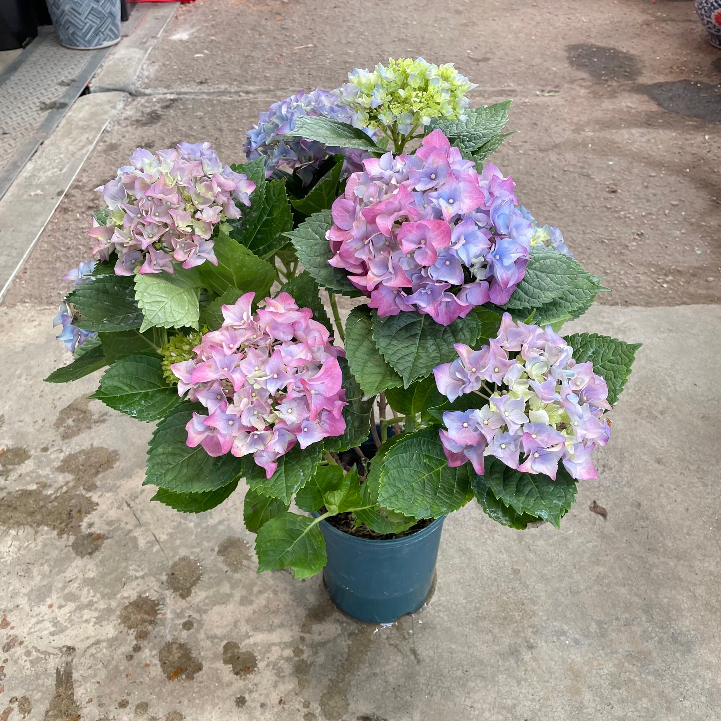 Hydrangea Plant