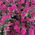 Chrysanthemum Pom-Pom (12寸盆) 菊花
