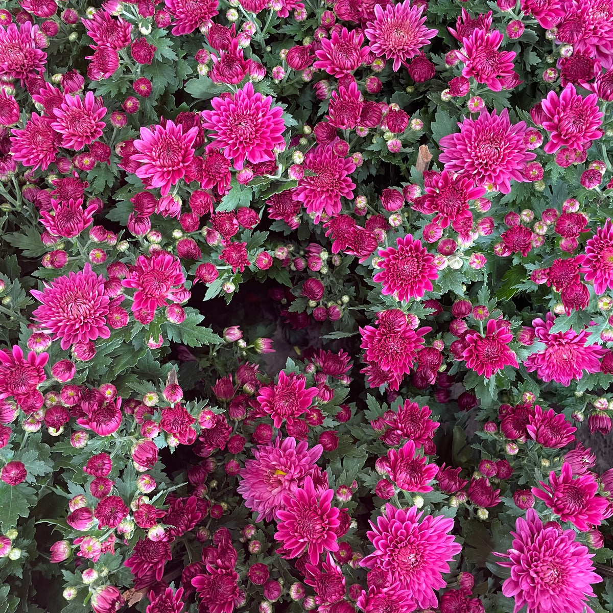 Chrysanthemum Pom-Pom (12寸盆) 菊花