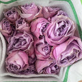 Rose Spray Lavender Bubbles - (6 Stems)