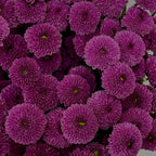 Chrysanthemum Calimero Pompom - (10-12 Stems)