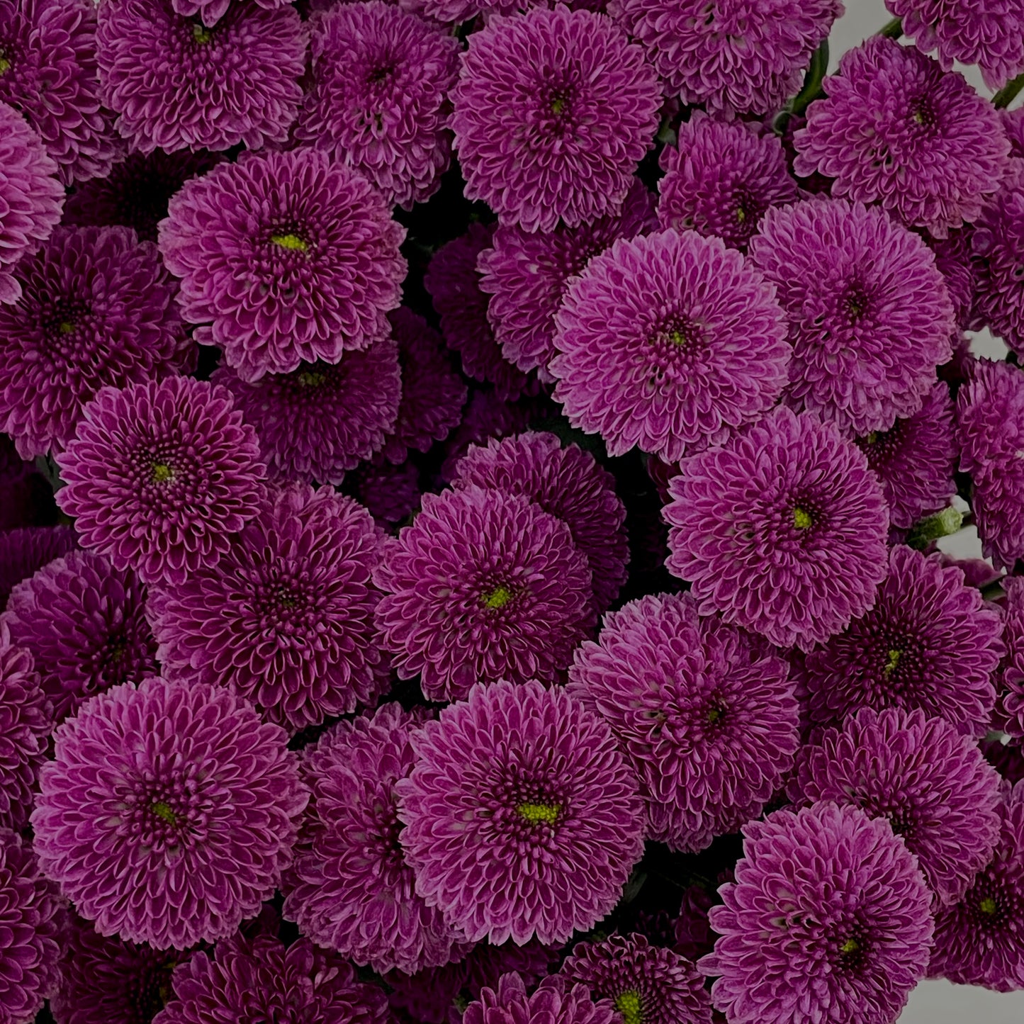 Chrysanthemum Calimero Pompom Dark Purple - (10-12 Stems)