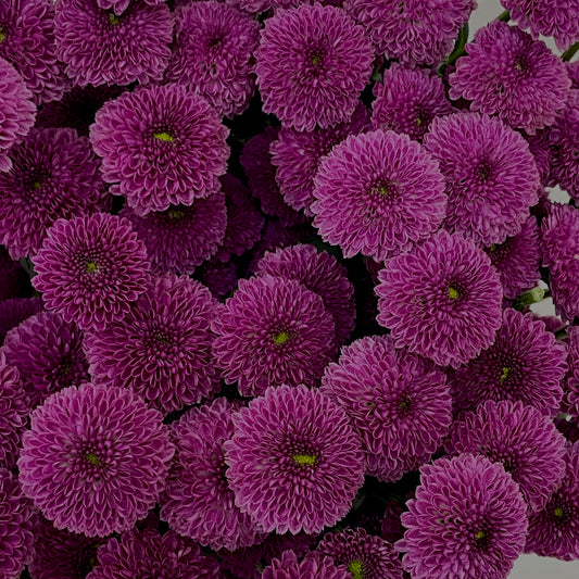 Chrysanthemum Calimero Pompom Dark Purple - (10-12 Stems)