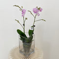 Phalaenopsis Orchid White Line Purple 2