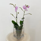 Phalaenopsis Orchid White Line Purple 2