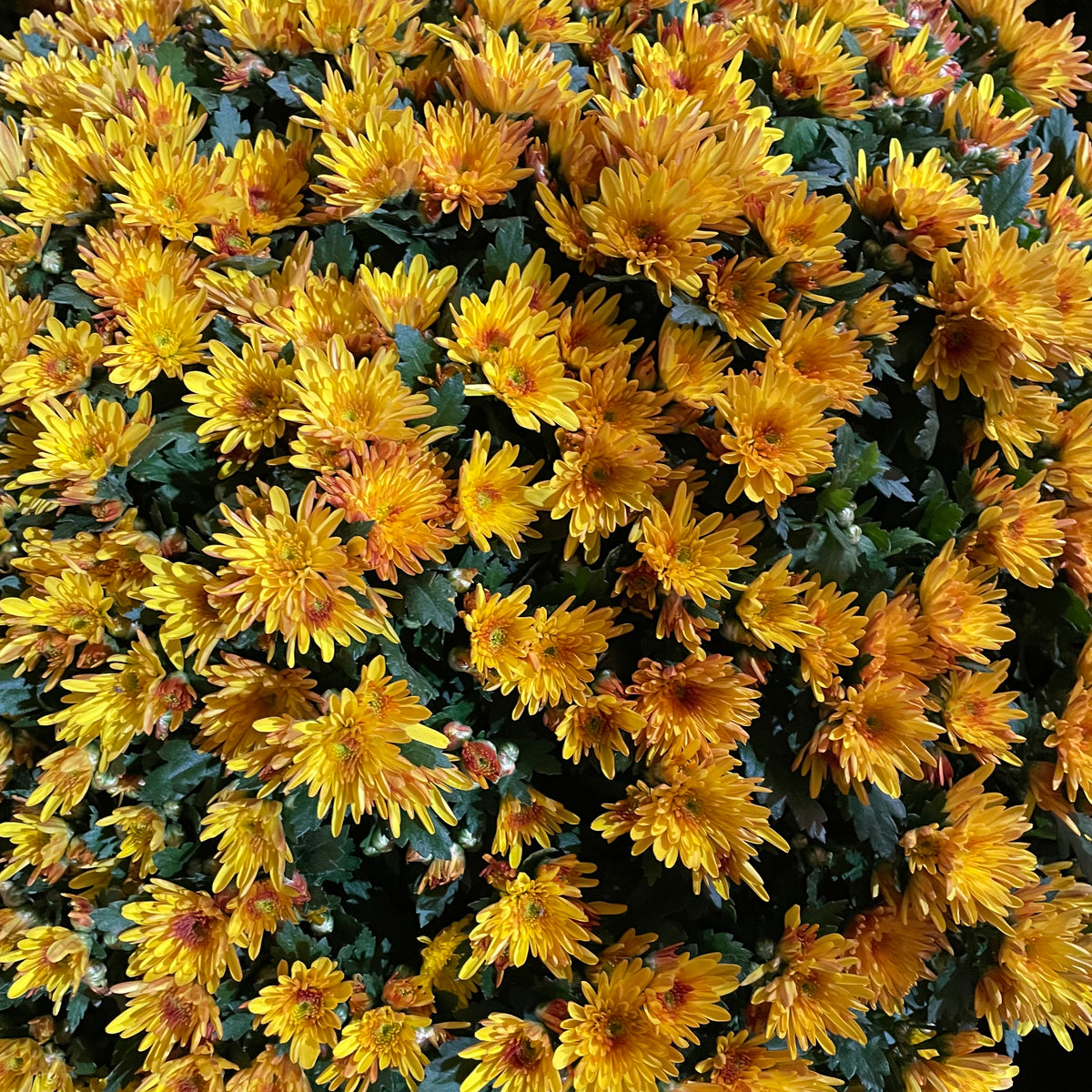 Chrysanthemum Gypsophilla P310 菊花满天星 2025