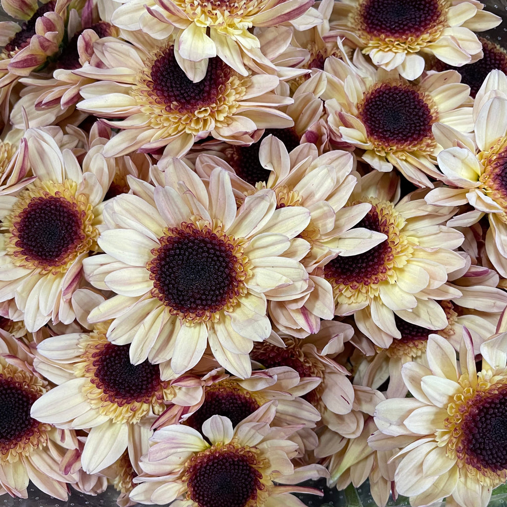Chrysanthemum Pompom Daisy Champagne 2 - (10-12 Stems)