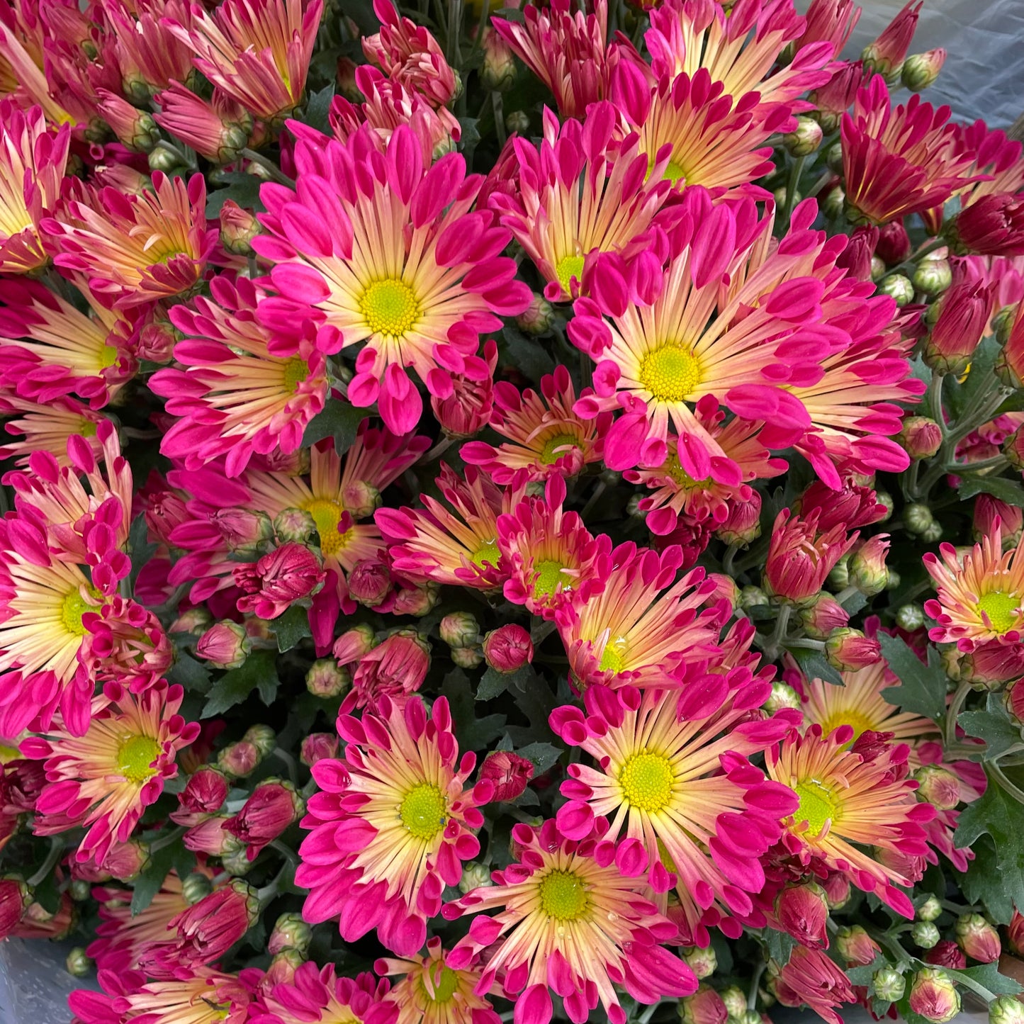 Chrysanthemum pom-pom (10寸盆) 菊花