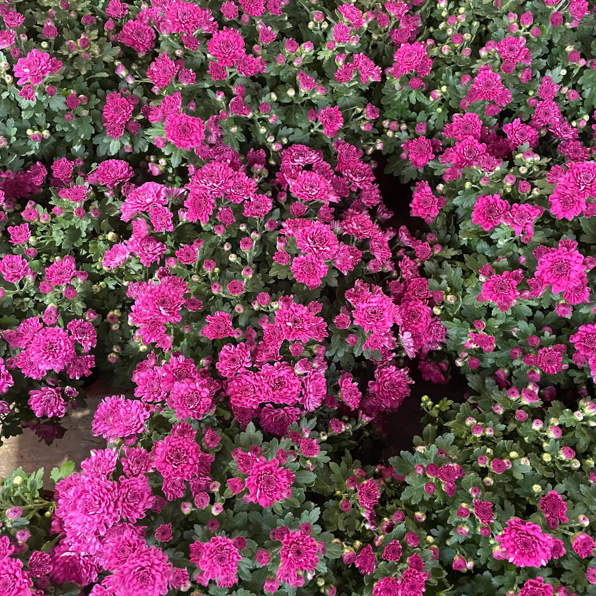 Chrysanthemum Pom-Pom 150P 菊花 2025