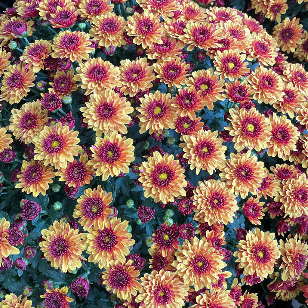 Chrysanthemum Gypsophilla P150  菊花满天星