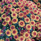 Chrysanthemum Gypsophilla P150  菊花满天星