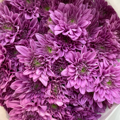 Chrysanthemum Pompom Purple 1 - (10-12 Stems)