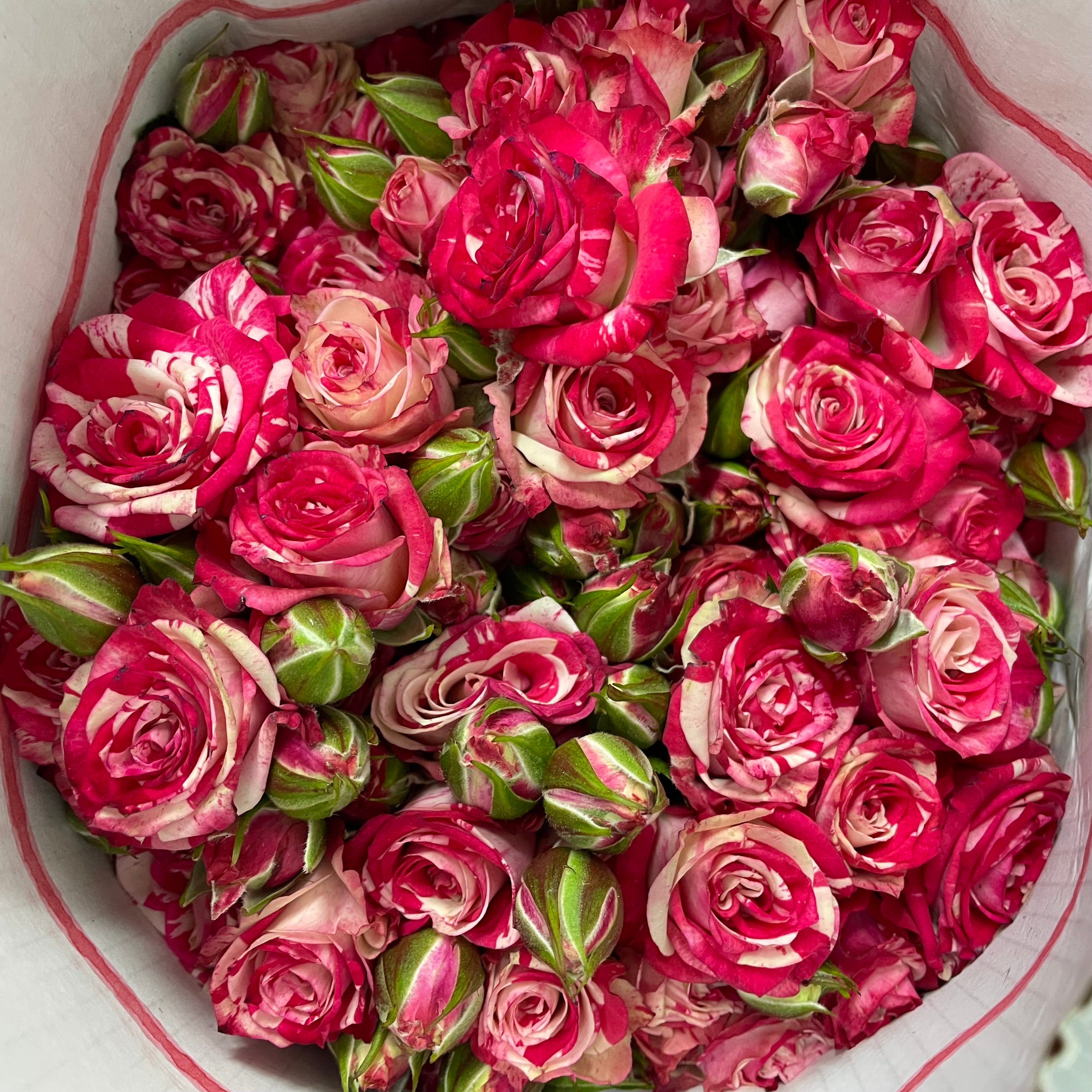 Rose Spray fireworks - (8-10 Stems)
