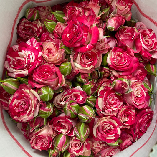 Rose Spray fireworks - (8-10 Stems)