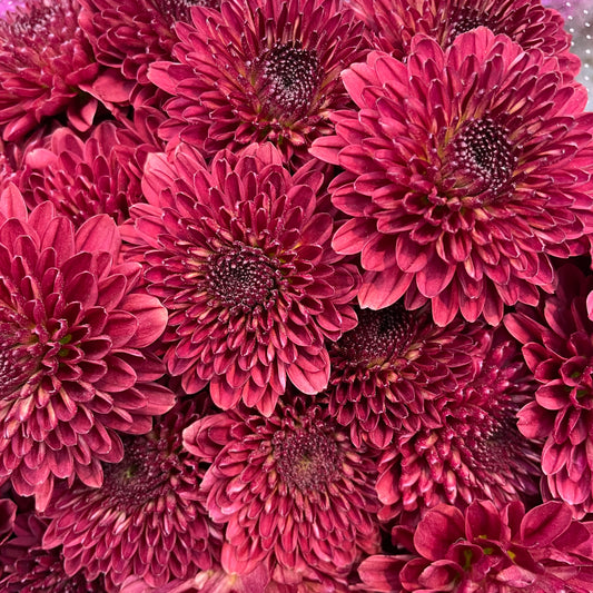 Chrysanthemum Pompom Dark Red 3 - (10-12 Stems)