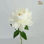 Peony White - (2 Stems)