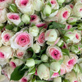Rose Spray Midnight Magic - (8-10 Stems)