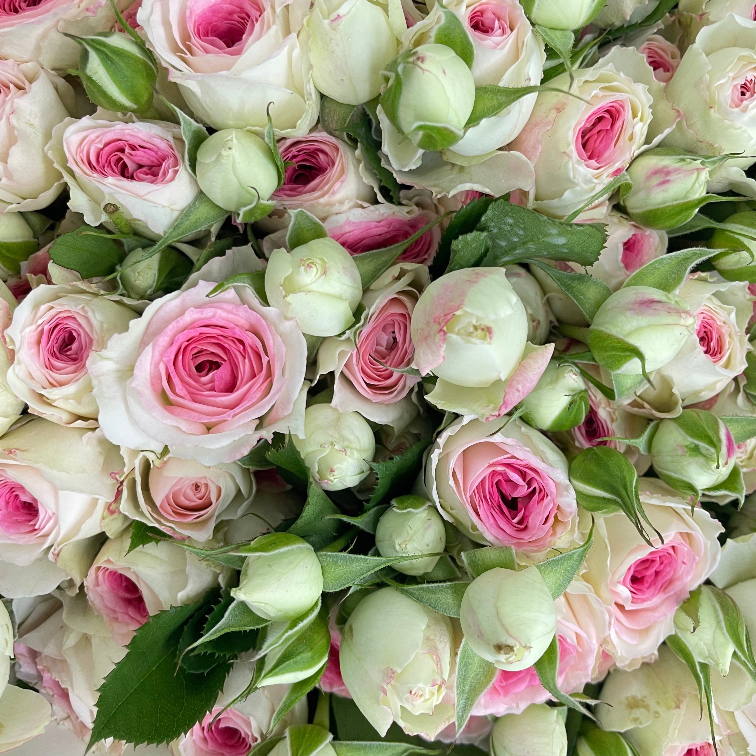 Rose Spray Midnight Magic - (8-10 Stems)