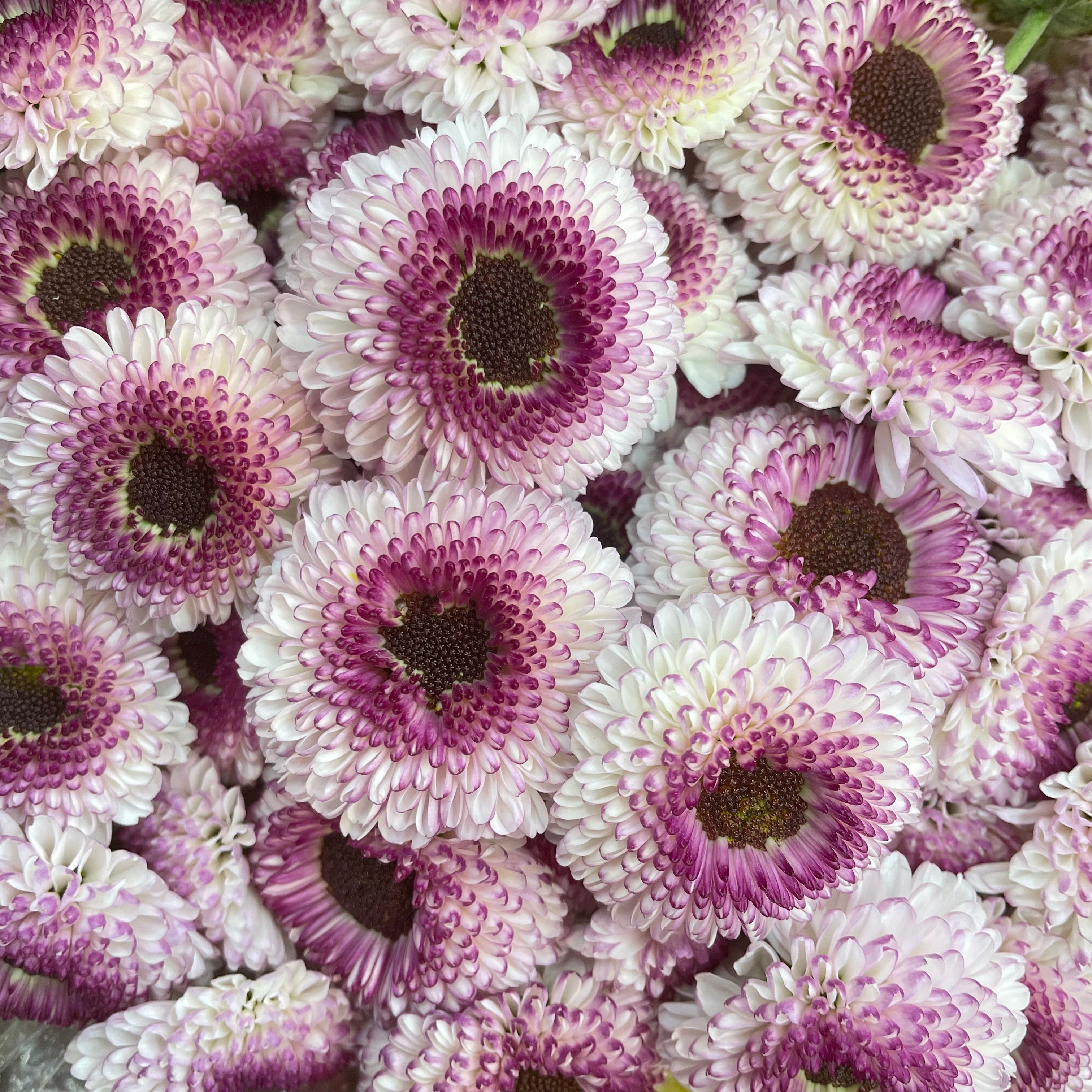 Chrysanthemum Pompom Button White Purple - (10-12 Stems)