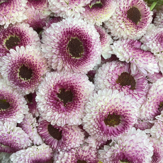 Chrysanthemum Pompom Button White Purple - (10-12 Stems)