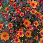 Chrysanthemum Pom-Pom (10寸盆) 菊花