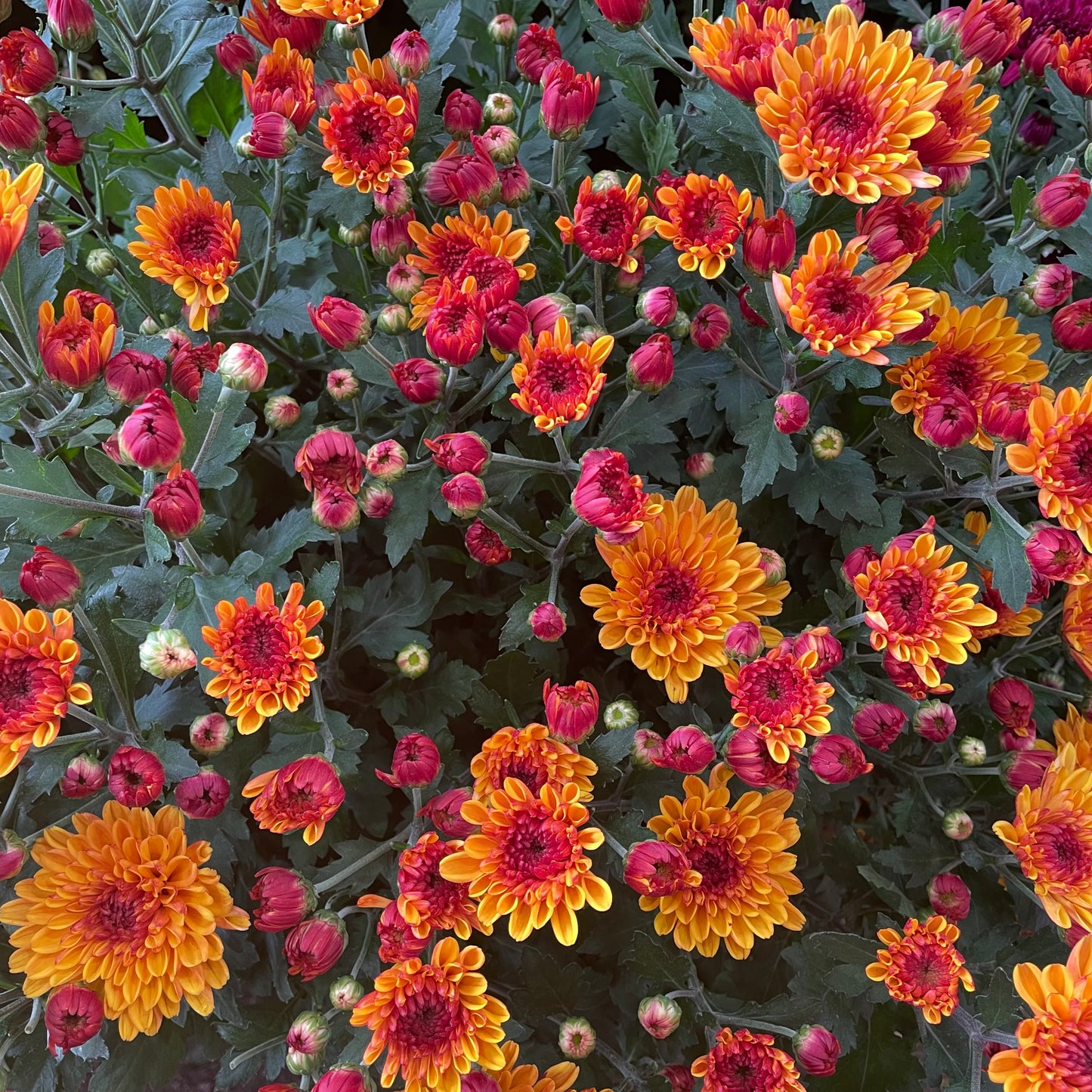 Chrysanthemum pom-pom (10寸盆) 菊花