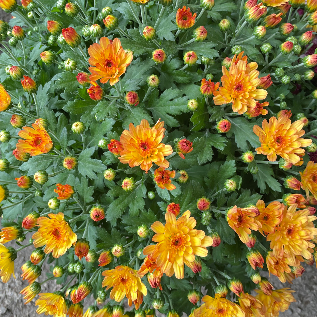 Chrysanthemum Gypsophilla P210 菊花满天星