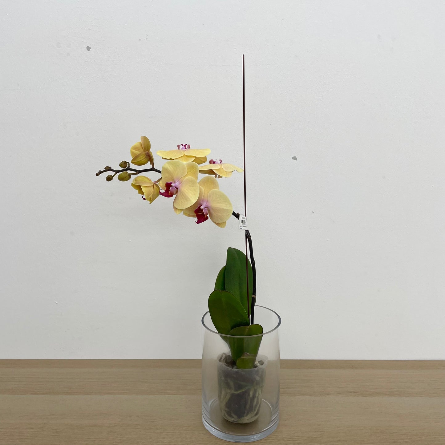 Phalaenopsis Orchid Yellow Tone Pink Big Single Stem