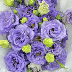 Eustoma Wave Purple 洋桔梗 - (12-15 Stems)