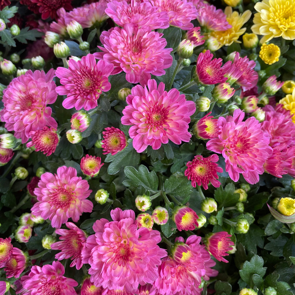 Chrysanthemum Gypsophilla P150  菊花满天星