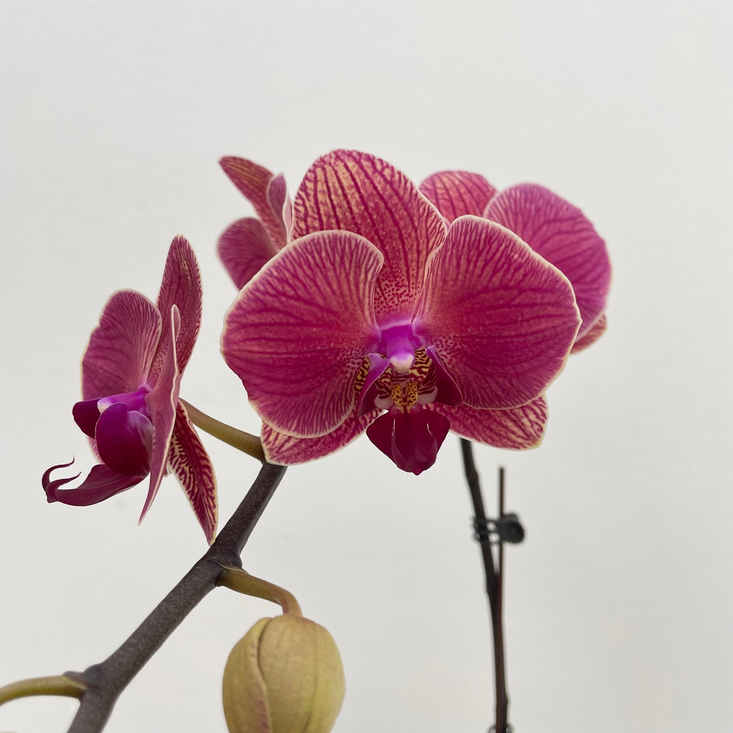 Phalaenopsis Orchid Red Tone Yellow Big