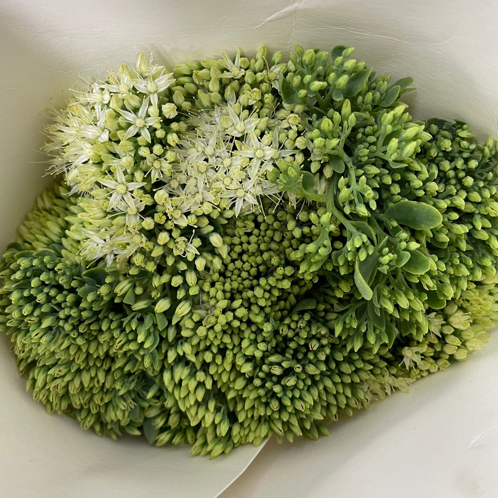 Sedum White - (Per Bundle)