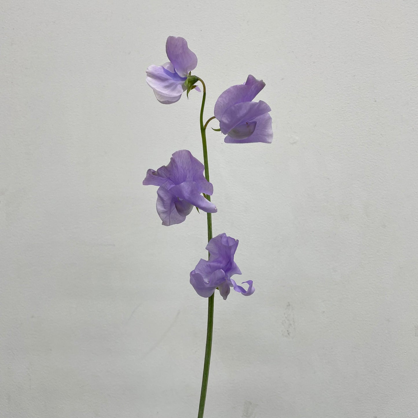 Sweet Pea Light Purple - 5 Stems