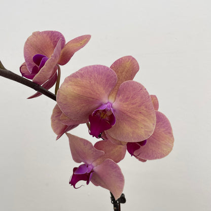 Phalaenopsis Orchid Pink Tone Yellow Big