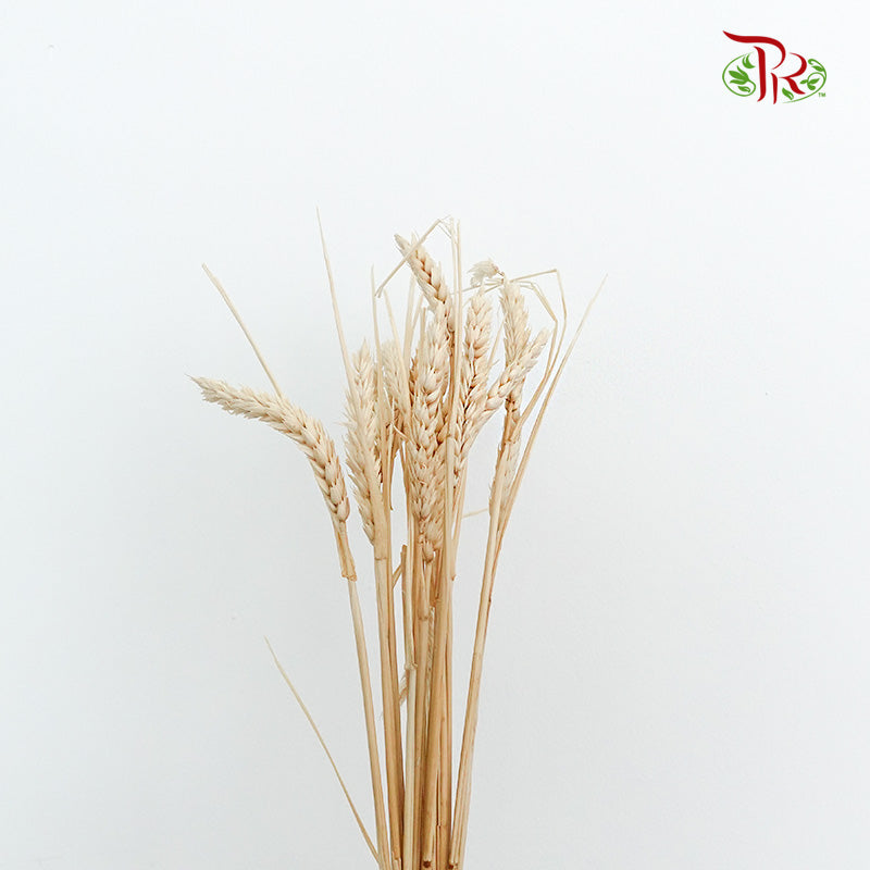 Dry Triticum Tarwe Bleached
