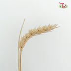 Dry Triticum Tarwe Bleached
