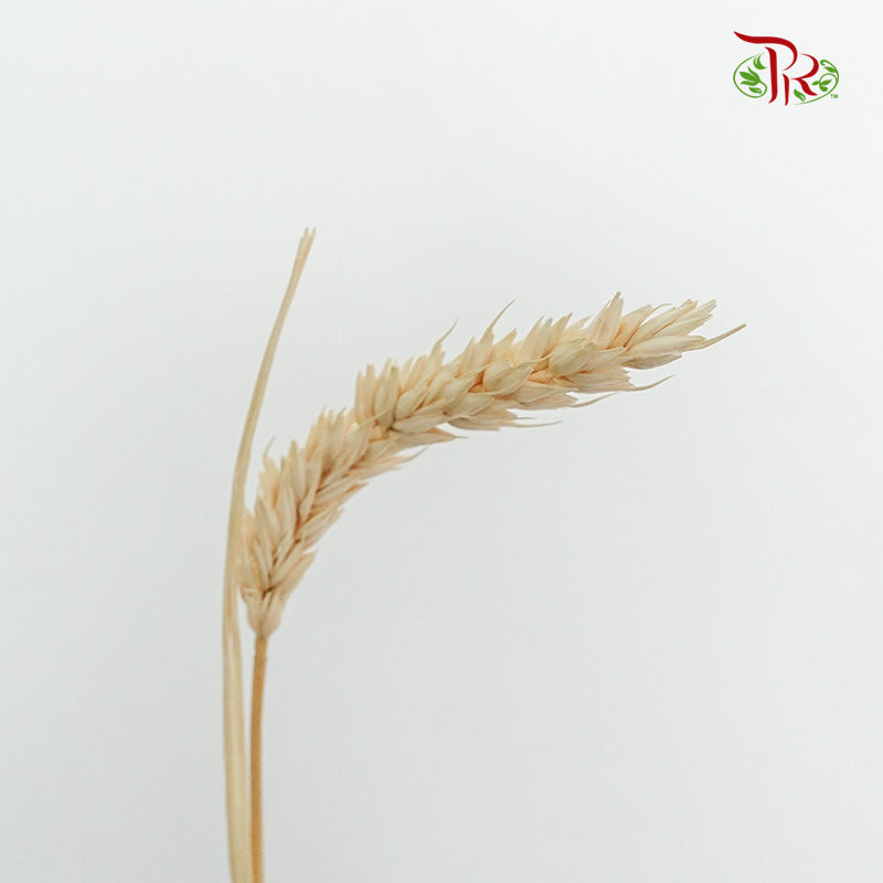 Dry Triticum Tarwe Bleached