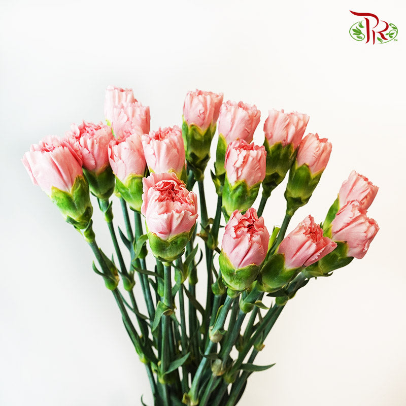 Carnation little Pink (18-20 Stems) - Pudu Ria Florist Southern