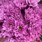 Chrysanthemum Pompom Resq Pink - (10-12 Stems)