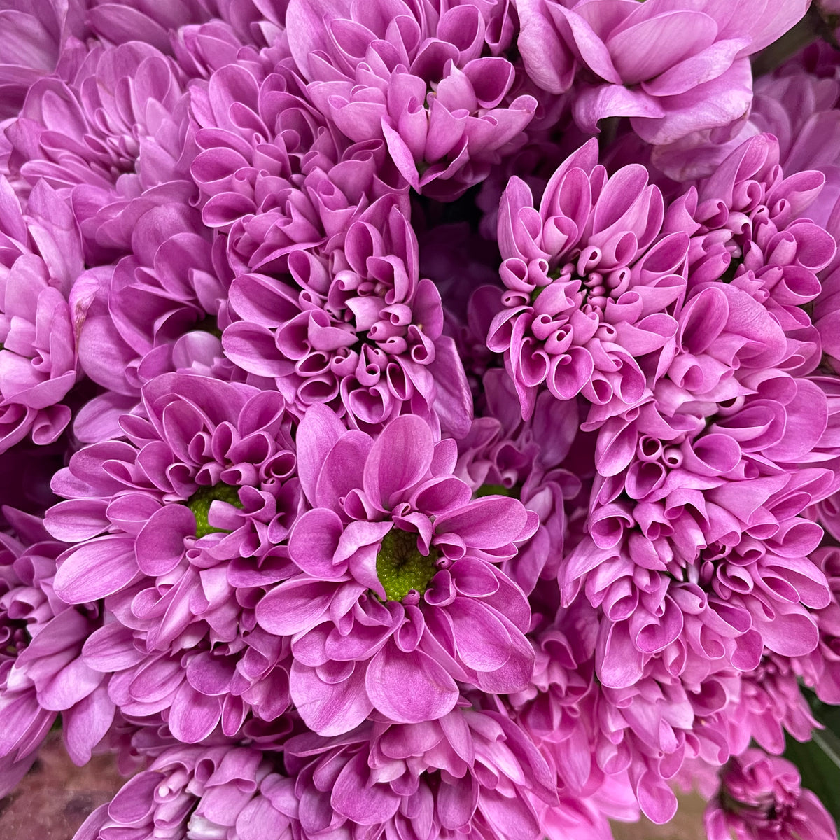 Chrysanthemum Pompom Resq Pink - (10-12 Stems)